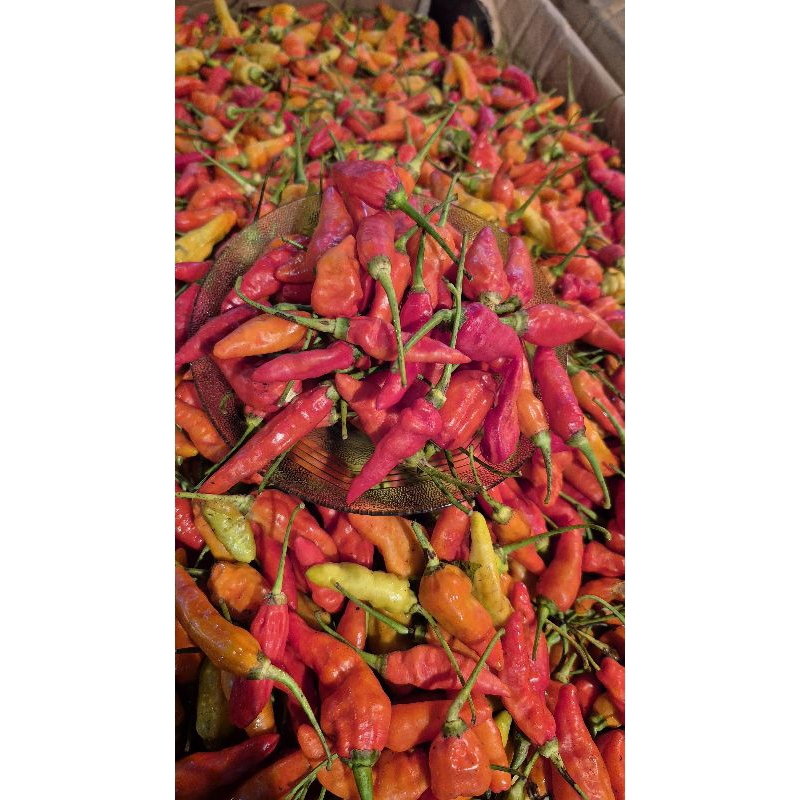 

cabai rawit merah 1kg rawit merah domba fresh