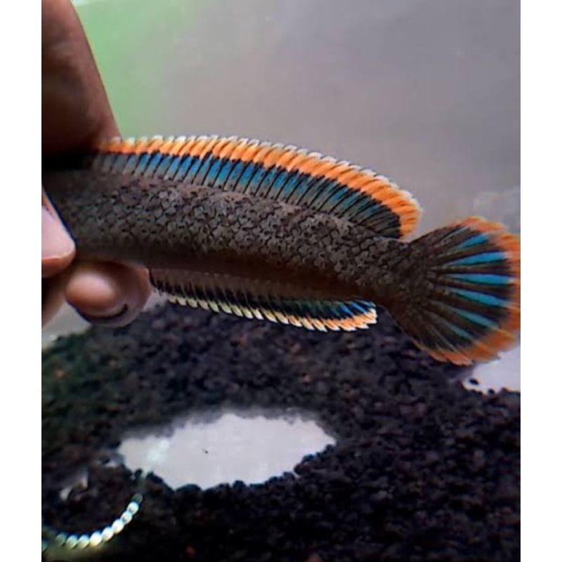 

(GARANSI 100%) stiker chana limbata WC super jumbo berkualitas grade A++