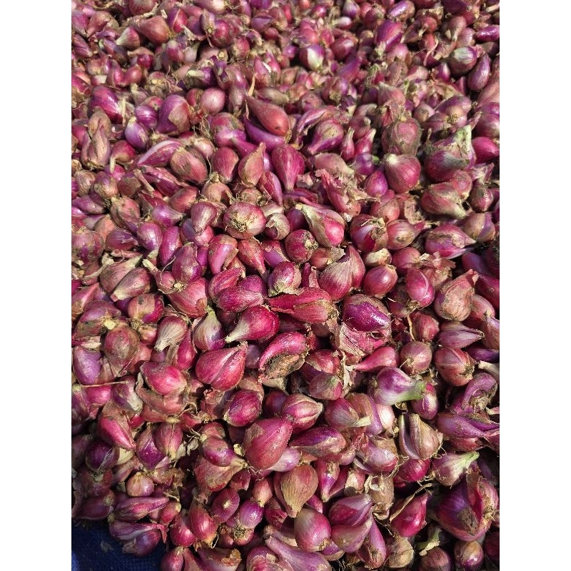 

Bawang Merah Asli Brebes Besar Besar Kering Kualitas Pilihan Kemasan 1 Kg