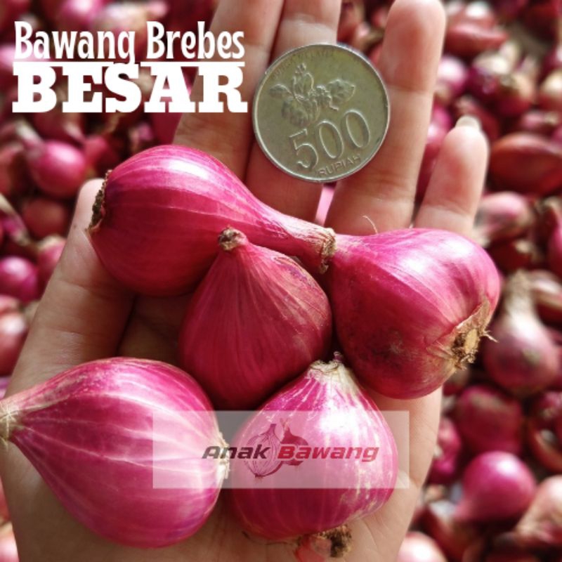 

[BESAR] Bawang Merah Brebes Premium Ukuran BESAR | COD GRATIS ONGKIR