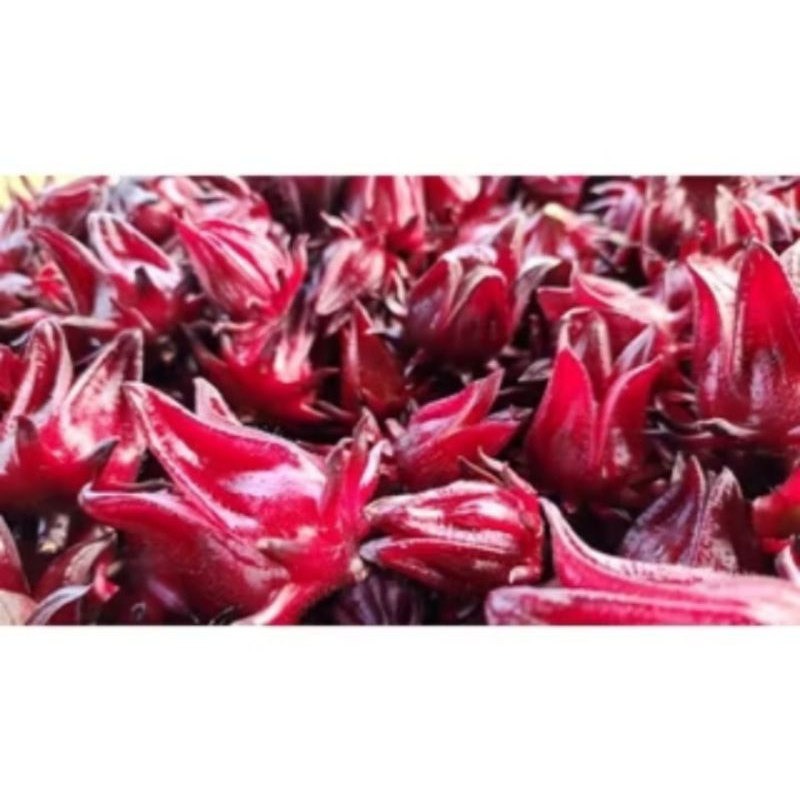 

rosela merah segar 1kg/rosela ungu segar fresh