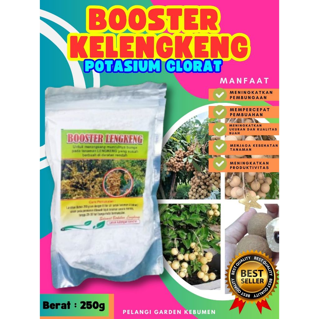 BERBUAH LEBAT..   Booster Kelengkeng New Kristal Cangkok, Booster Kelengkeng New Kristal Berbuah