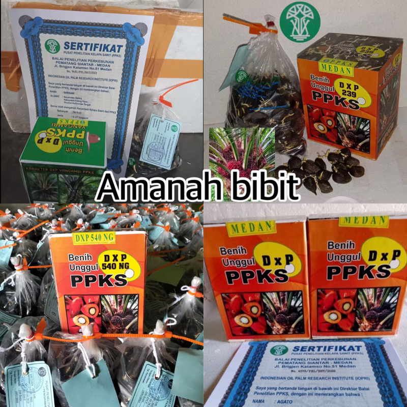 BENIH KECAMBAH SAWIT PPKS UNGGUL ASLI MEDAN