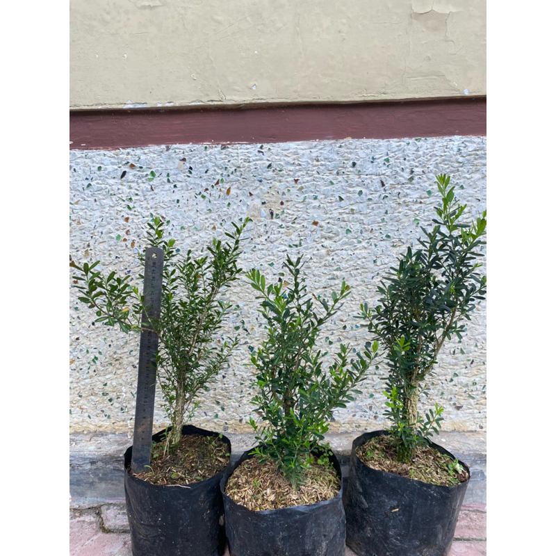 Bibit Bonsai Boxus / Bonsai Boksus. isi 3 pohon