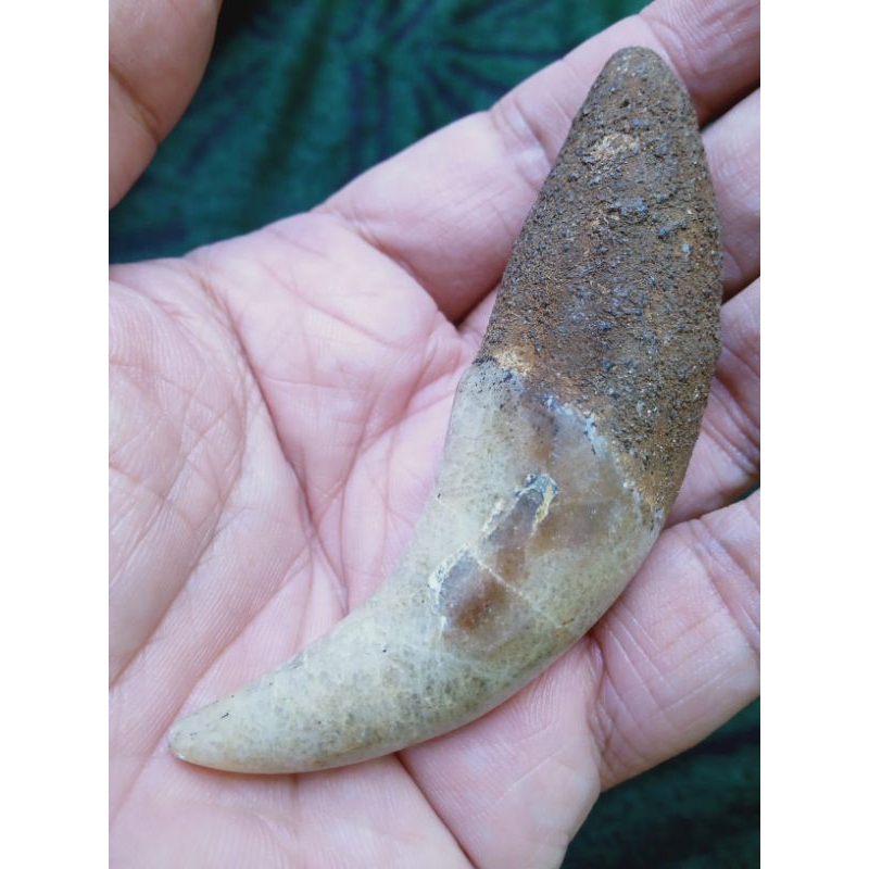 Batu Posil Taring Kristal Lawasan