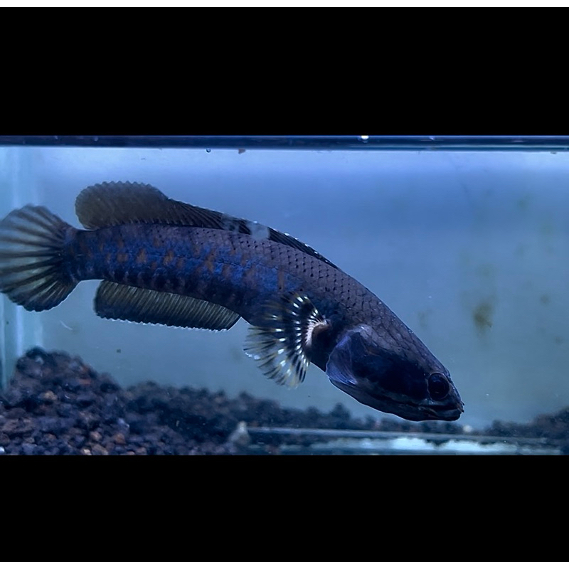 hiasan aquarium patung chana blue pulchra 10cm