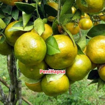 Bibit Jeruk Siam Madu Sudah Berbuah Super Spesial