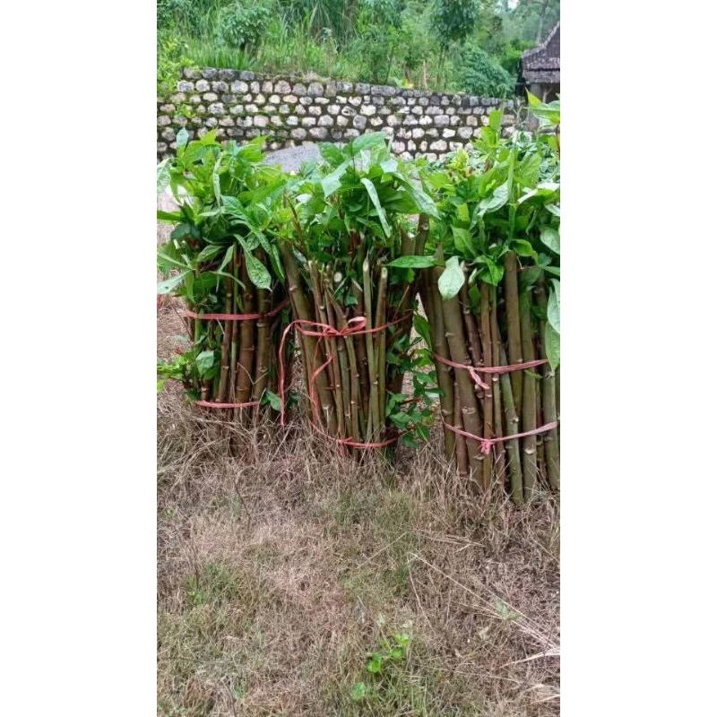 Bibit telo papua/stek pohon telo papua/telo papua/pakan ternak