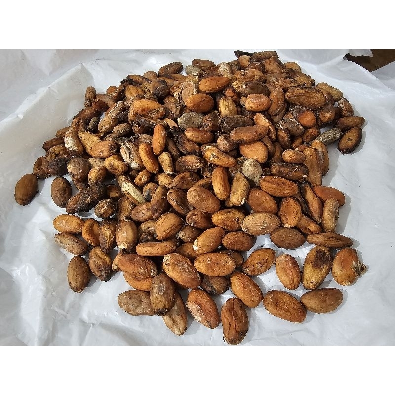 Biji Coklat Kering / Kakao Kering