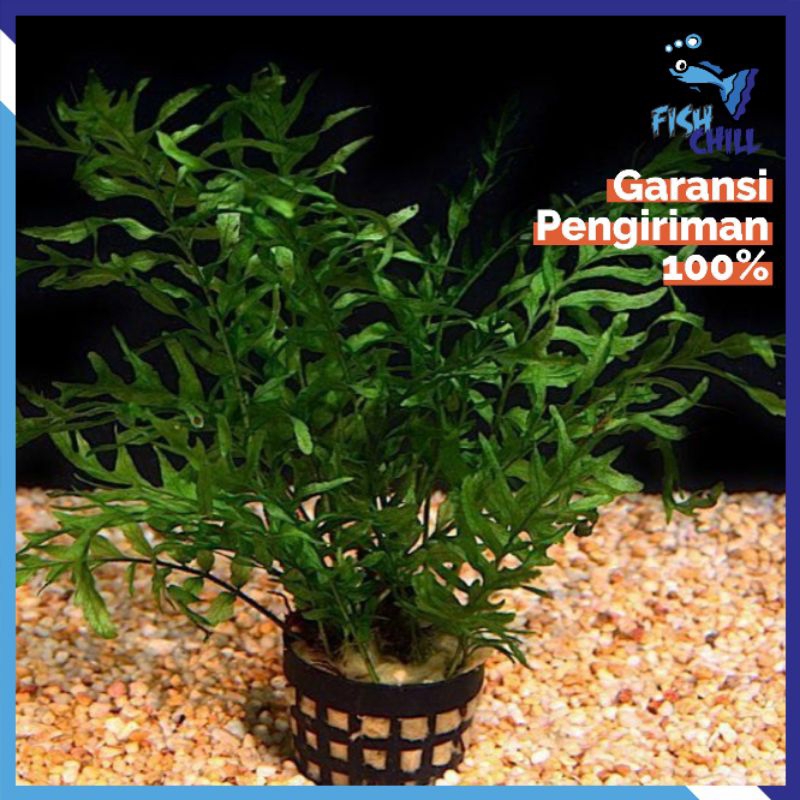 BOLLBITIS • Tumbuhan Tanaman Rumput Aquascape Aquatic Aquarium Air Kolam Moss CO2 Low Top View Pasir