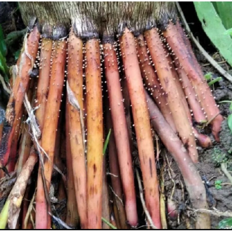 

akar pinang asli obat herbal 250g