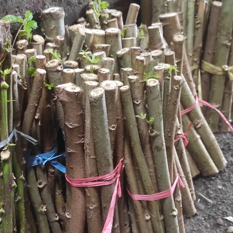 

Telo Papua 1kg Singkong Papua jual per kilo pakan ternak protein tinggi.