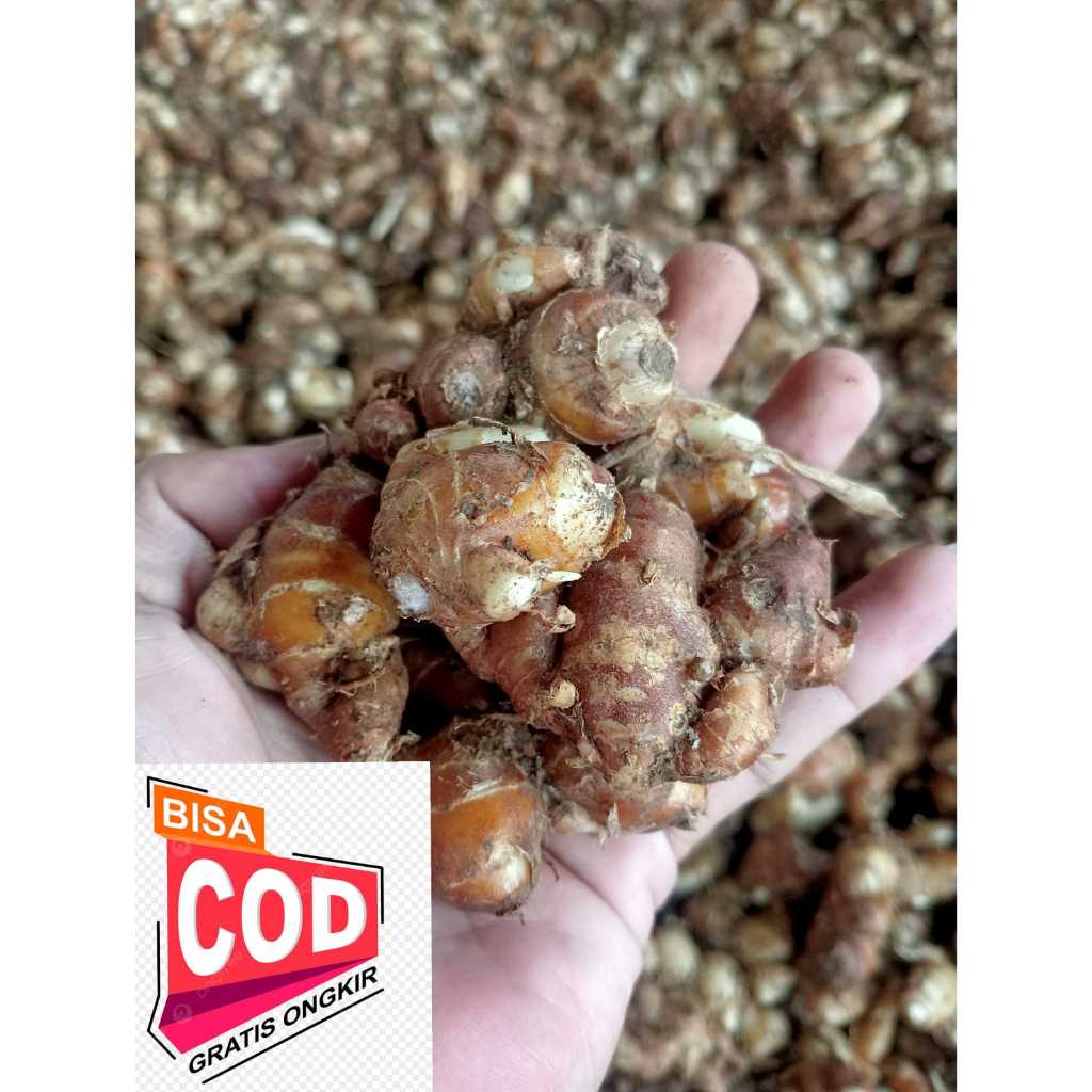 

KENCUR FRESS CIKUR SEBLAK 1 KG