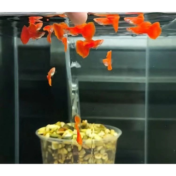 Guppy AFR Big Dorsal Sepasang