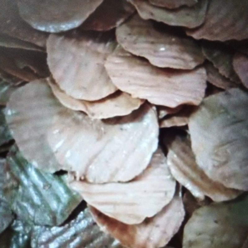 

Kemplang mentah khas Palembang, asli ikan kemplang tunu