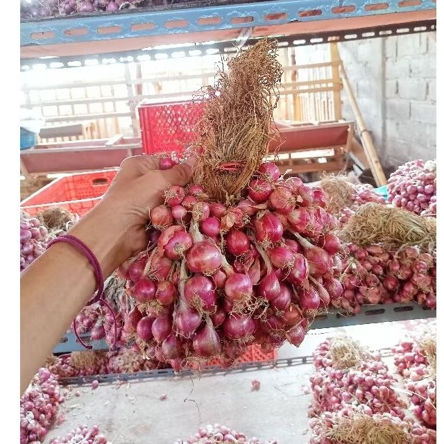 

Bawang Merah Probolinggo ikat 1 kg