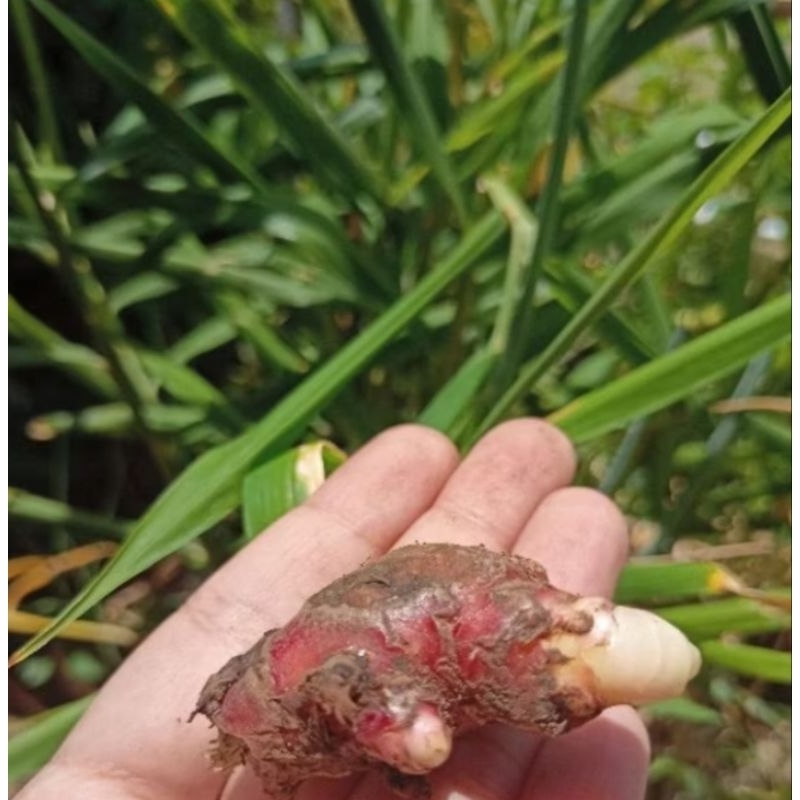 Bibit jahe merah siap tanam,jahe merah bertunas