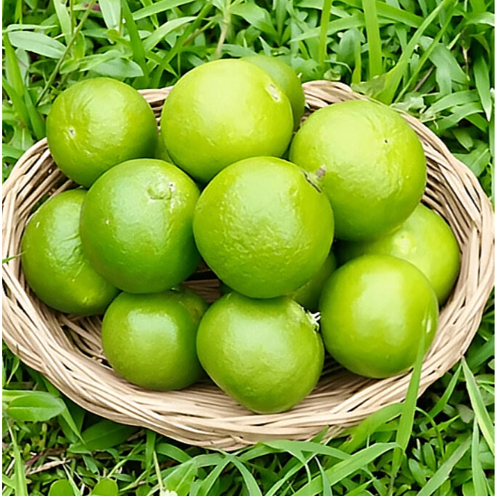 

Jeruk Nipis Berat 500gr Hijau Segar Besar Banyak Air