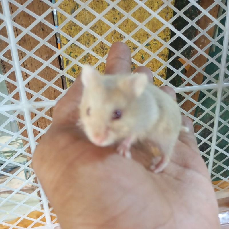 hamster brids anakan jinak