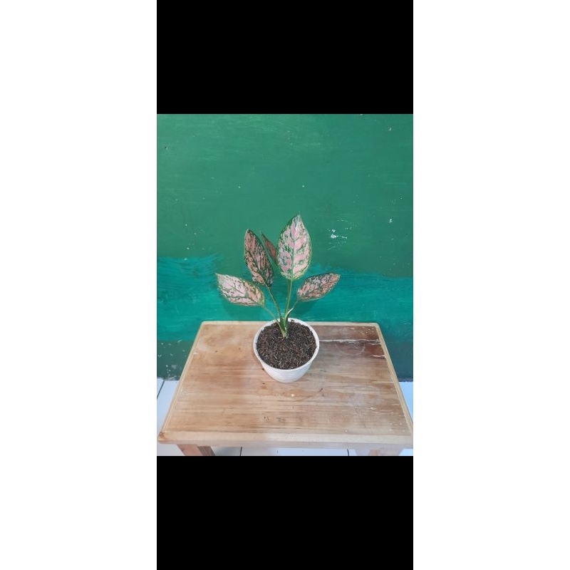 bunga-kembang-aglonema-valentain