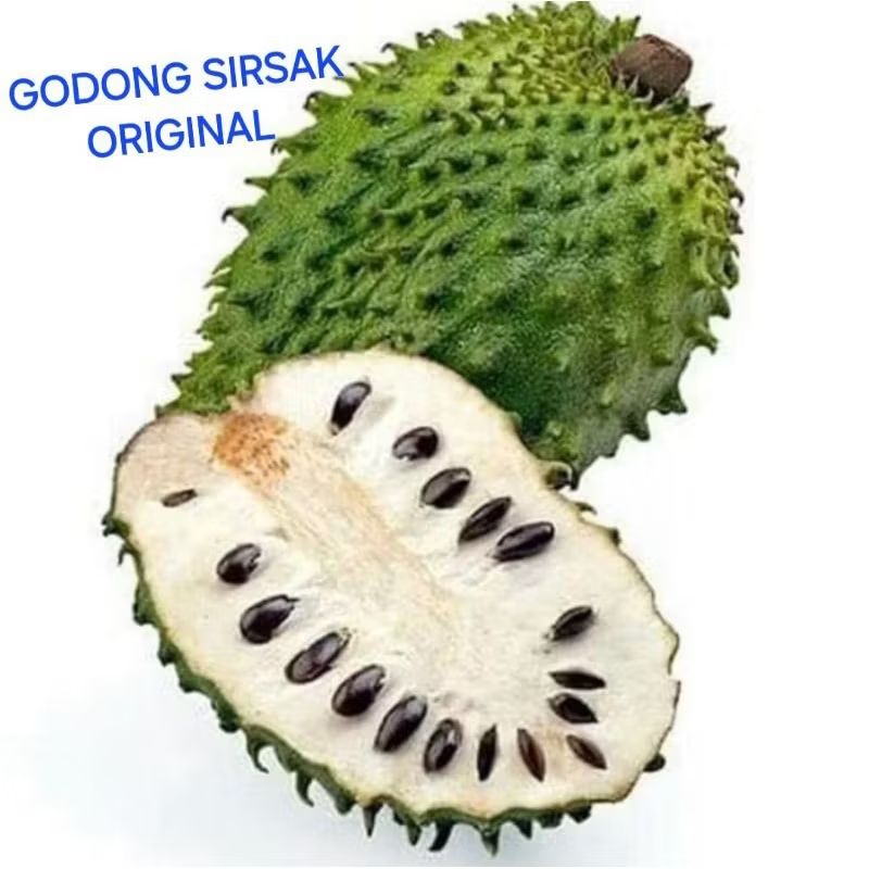 Godong Sirsak Original