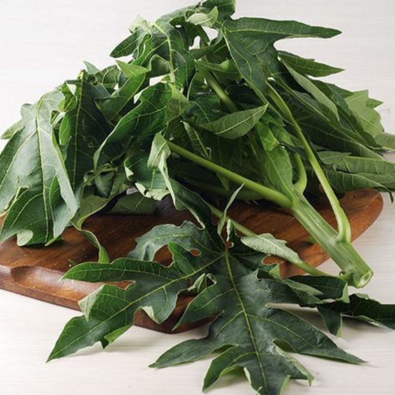 

Daun Pepaya Pahit
