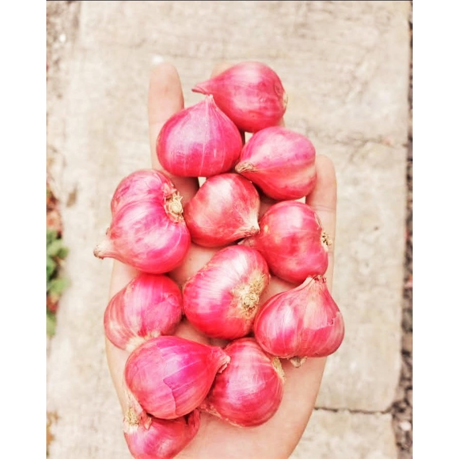 

BAWANG MERAH PROBOLINGGO ORI KERING DAN UK JUMBO