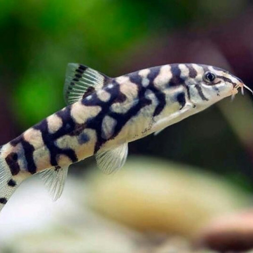 IKAN BOTIA INDIA / pemakan alga / lumut - Almorhae Yoyo Loach Ikan Hias Air Tawar Aquascape