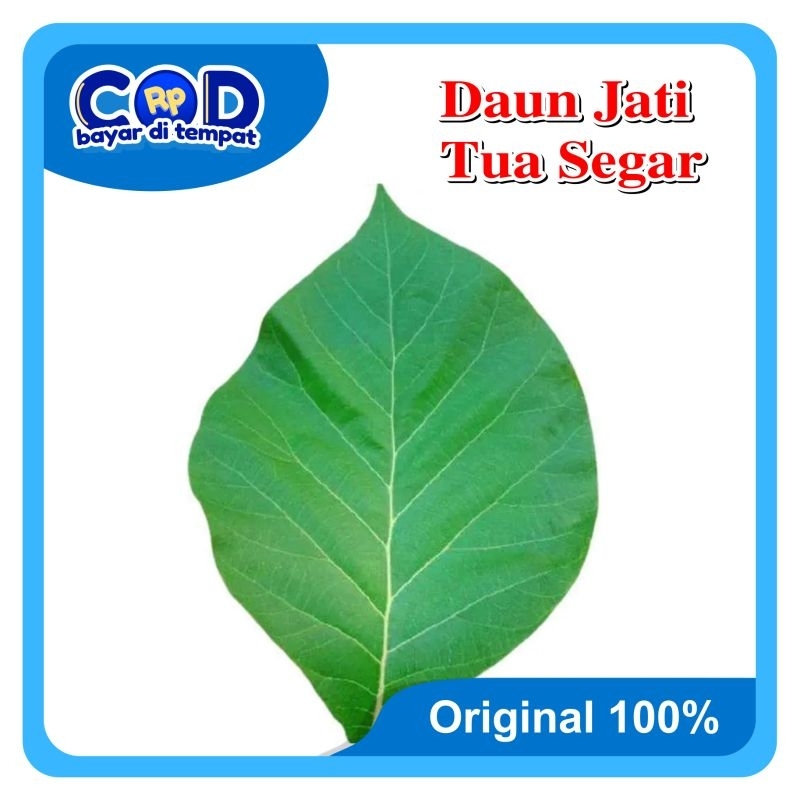 

[ C O D ] Daun Jati Tua Segar 1KG Untuk Bungkus Makanan & Masakan Gudeg