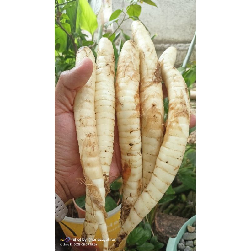 

UMBI GARUT / Angkrik ( Uk. sedang )