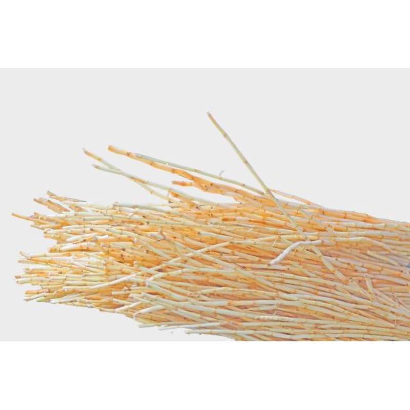 

Akar Alang Alang segar 500 gram