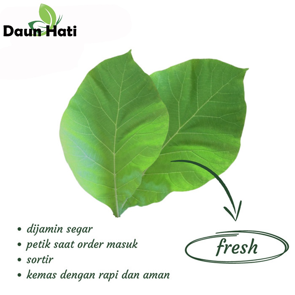 

Daun Jati Segar Untuk Bungkus Makanan & Herbal – Fresh dari Kebun, 100% Alami