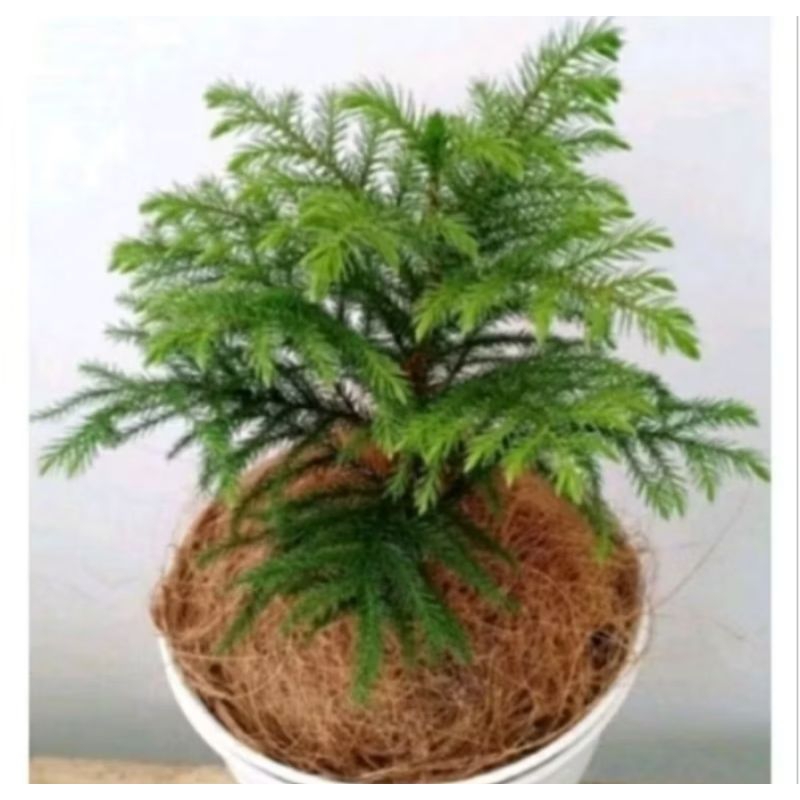 Tanaman Hias Cemara Norfolk - Tanaman Indoor Cemara - Pohon Cemara Norfolk