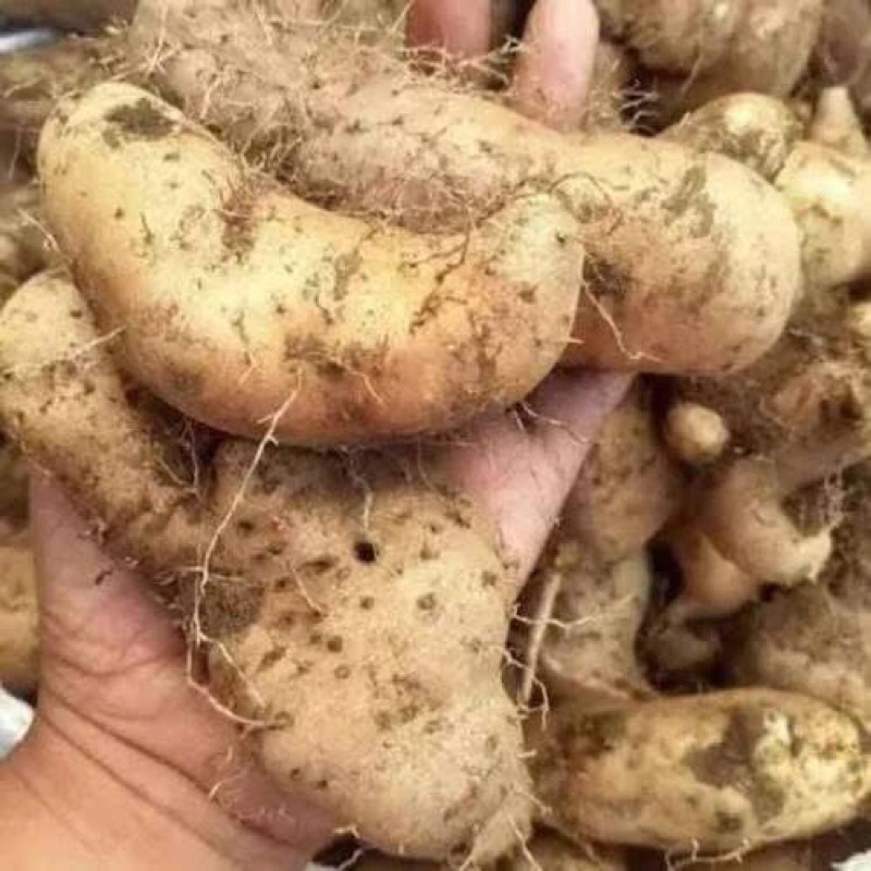 1 kg gembili teropong / gembili ketan / umbi gembili meduk / gembili ter enak