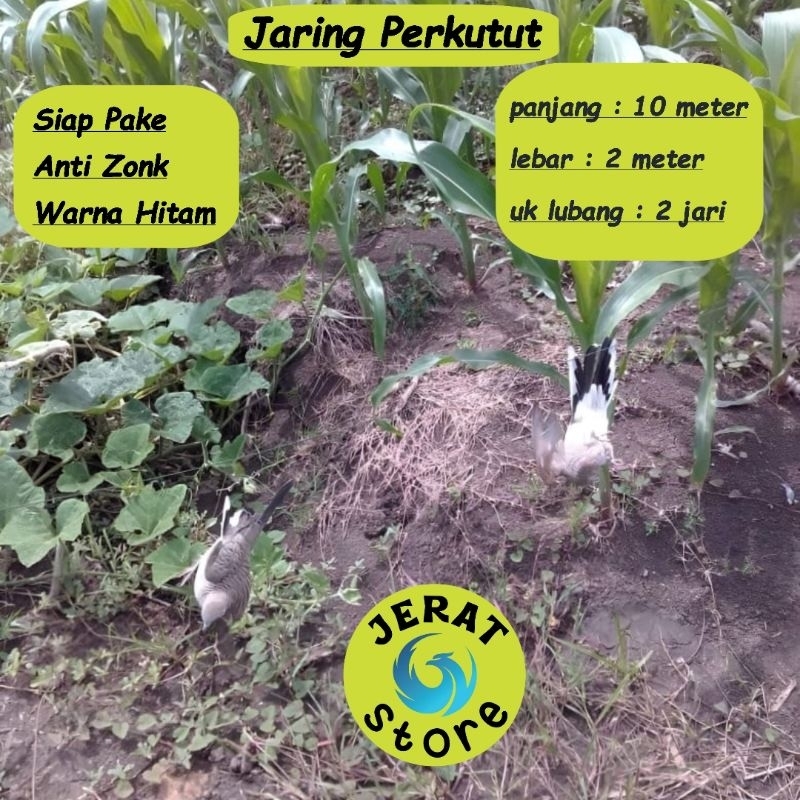 JARING BURUNG PERKUTUT JALA PERKUTUT LOKAL JARING PIKAT KUTUT JARING JEBAK PERKUTUT JALA JEBAK JARIN