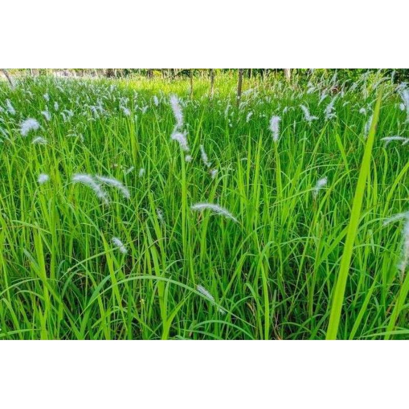 

Daun Alang Alang daun ilalang segar 250 gram