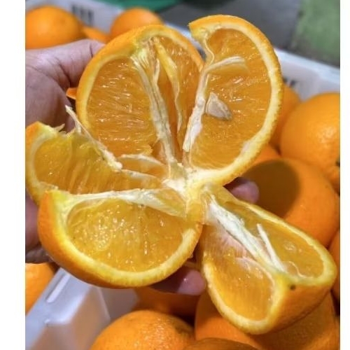 

jeruk Sunkist Valencia fresh/buah import