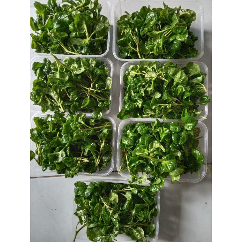 

Bayam Brazil (sayur), Stek 100 gr