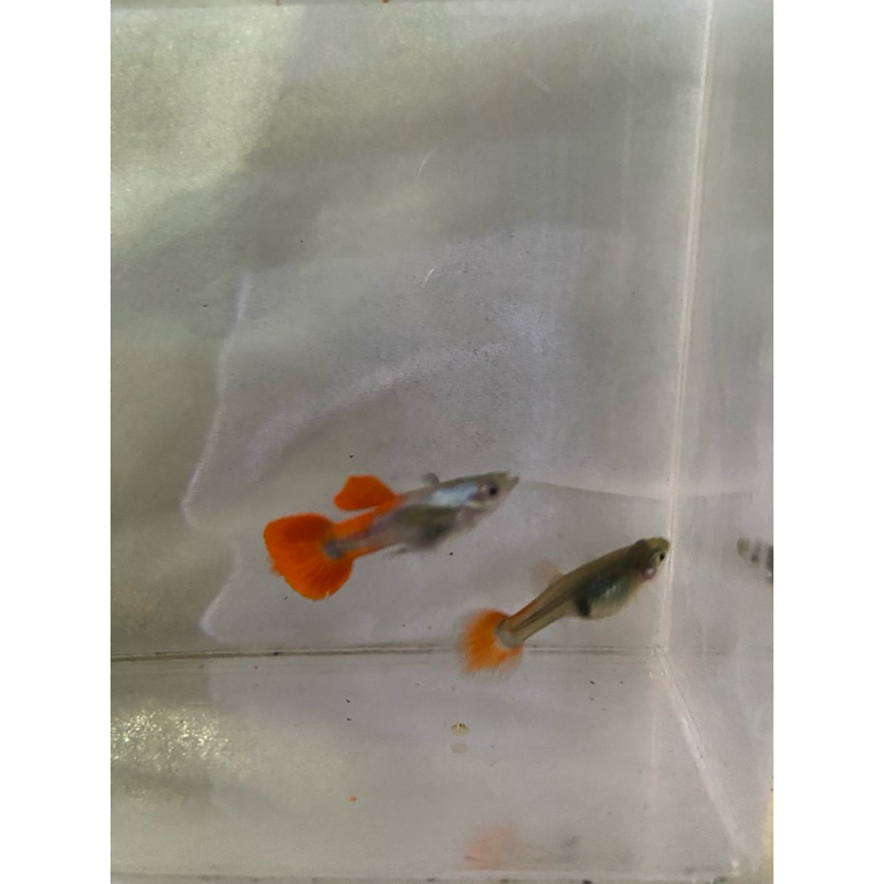 ikan guppy prtde 1 pasang