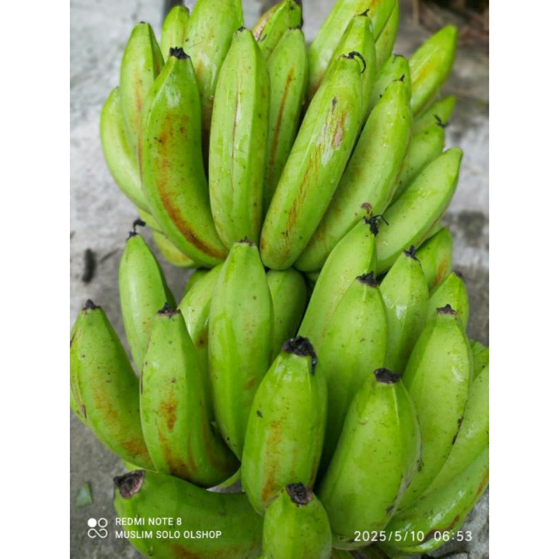 

Promo Pisang Cavendish Hijau Organik non kimiawi Termurah