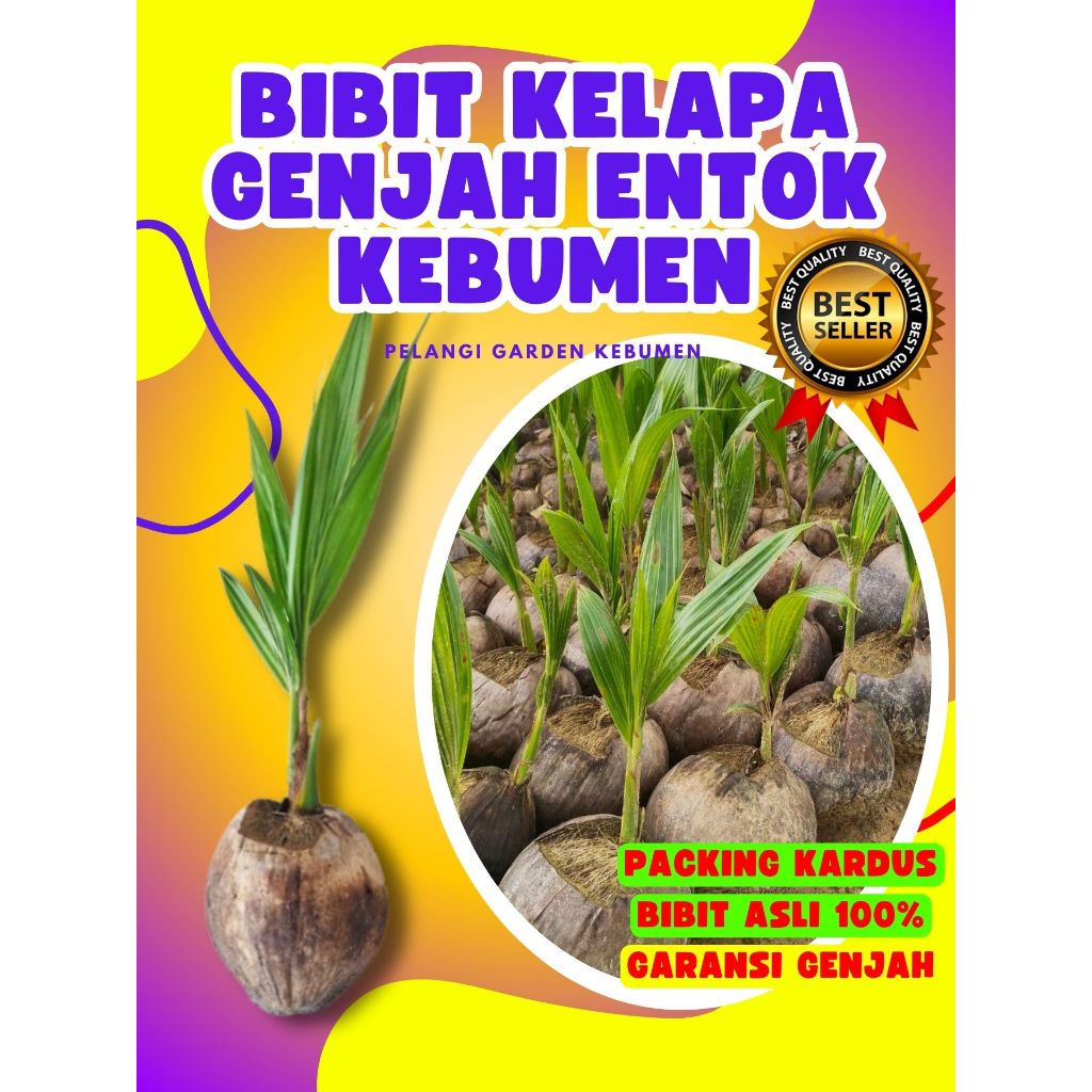 TERLARIS.. Tanaman Kelapa Genjah Entok Super Besar, Tanaman Kelapa Halus, Tanaman Kelapa Hijau Hibri