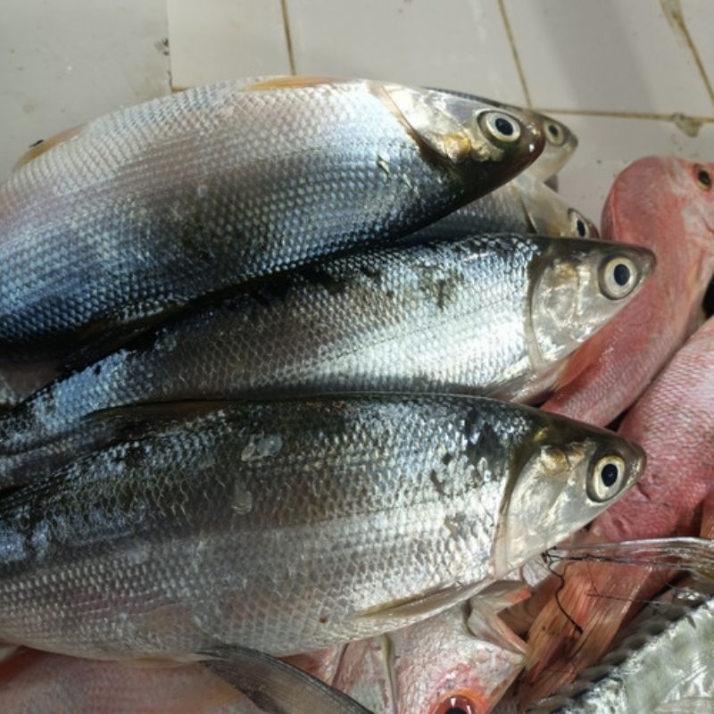 

ikan bandeng 500gr-1kg