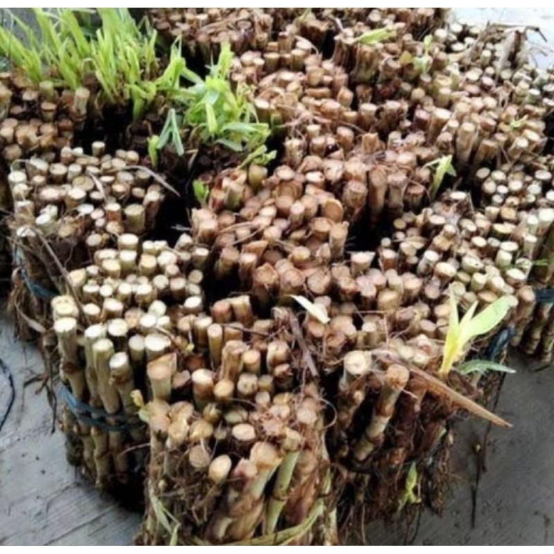 Bibit rumput pakchong,steak rumput pakchong siap tanam