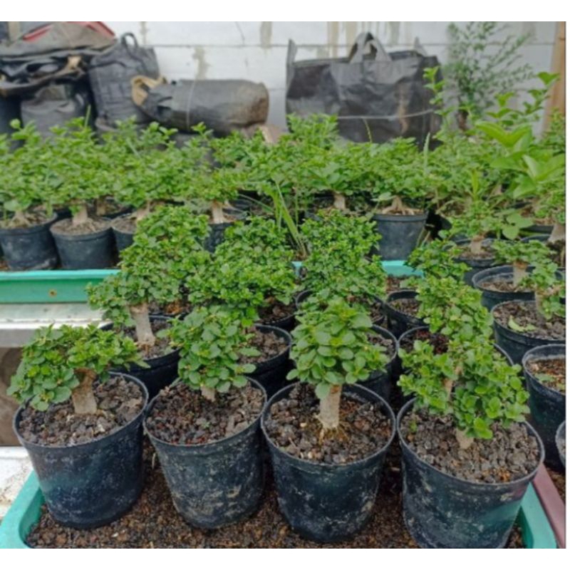 Bonsai Sancang Mini Hidup