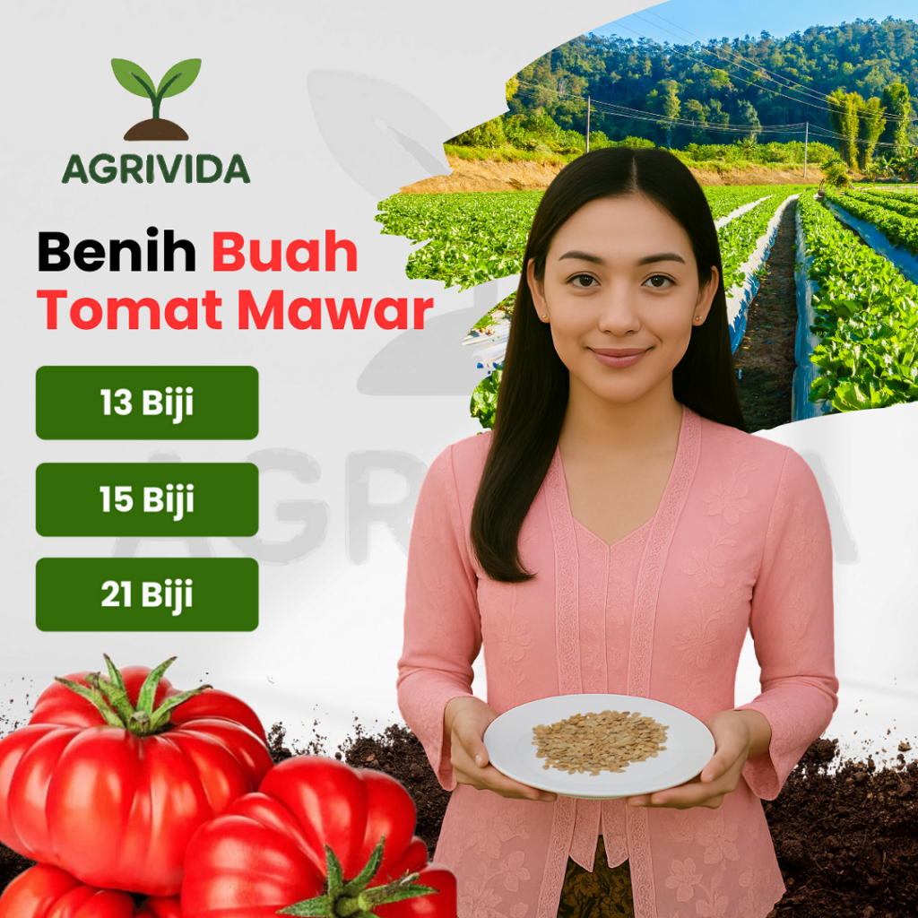 Agrivida - Benih Tomat Mawar 13, 15, 21 Biji Cepat Tumbuh, Daun Lebat & Wangi, Cocok untuk Dataran R