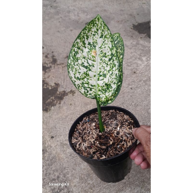 Aglonema SAN SAN (Size Remaja, Bawa Bonggol) (1)