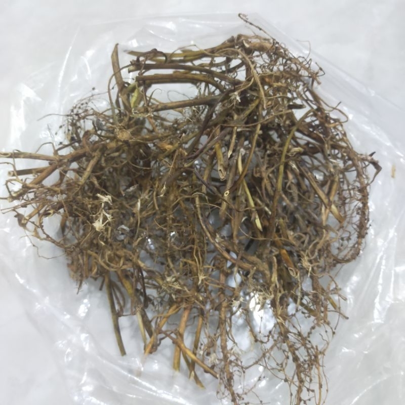 

Akar Kacang Tanah Kering