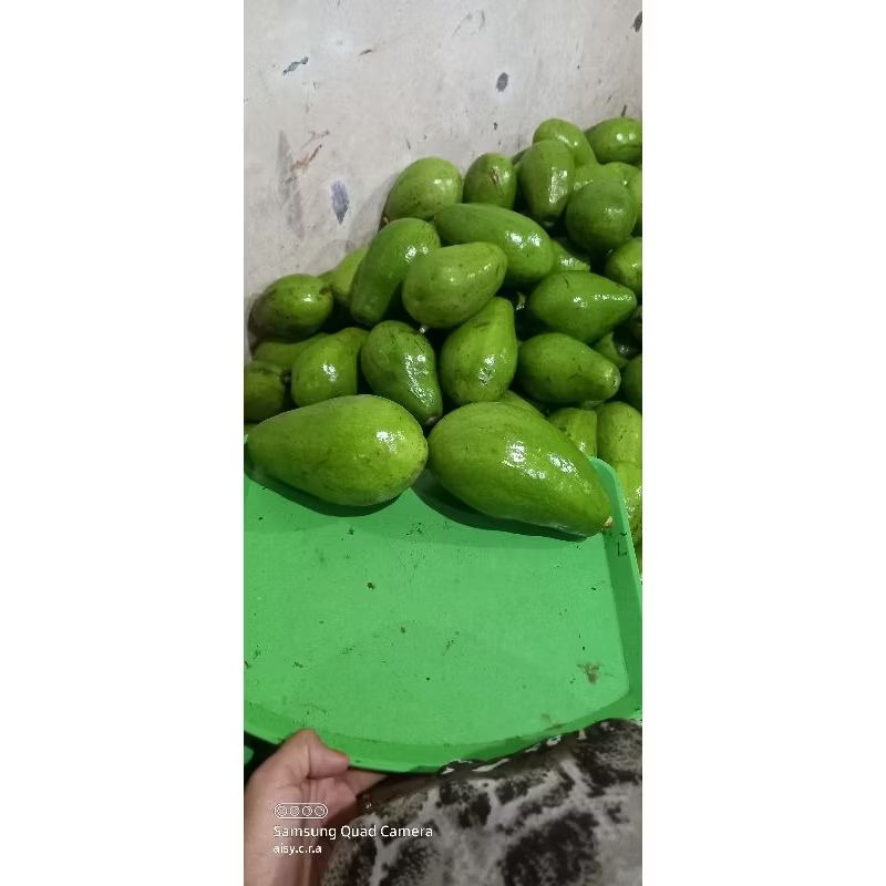 

Alpukat mentega lonjong isi 5/6 an yg ready