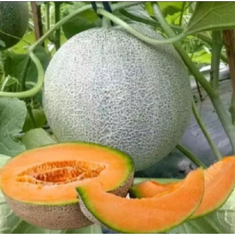 TERMURAH 60++ biji benih melon madu kuning super f1