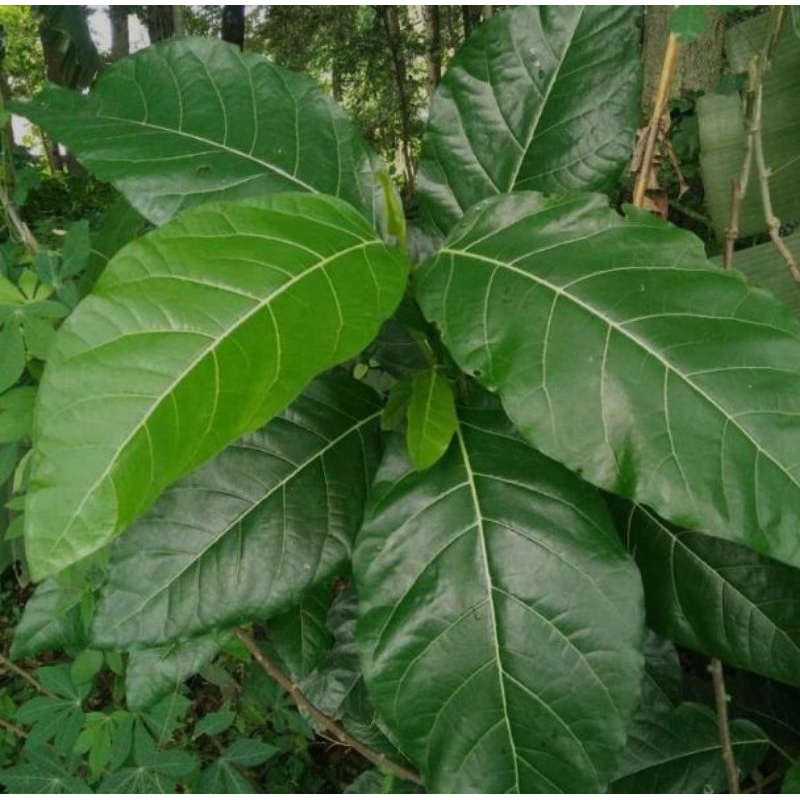 

Daun awar awar fresh segar baru petik 100 grm